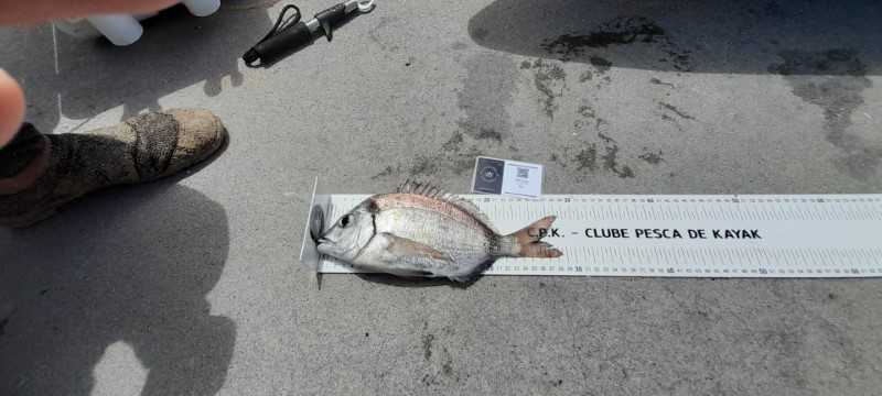 Fish Measure Picture